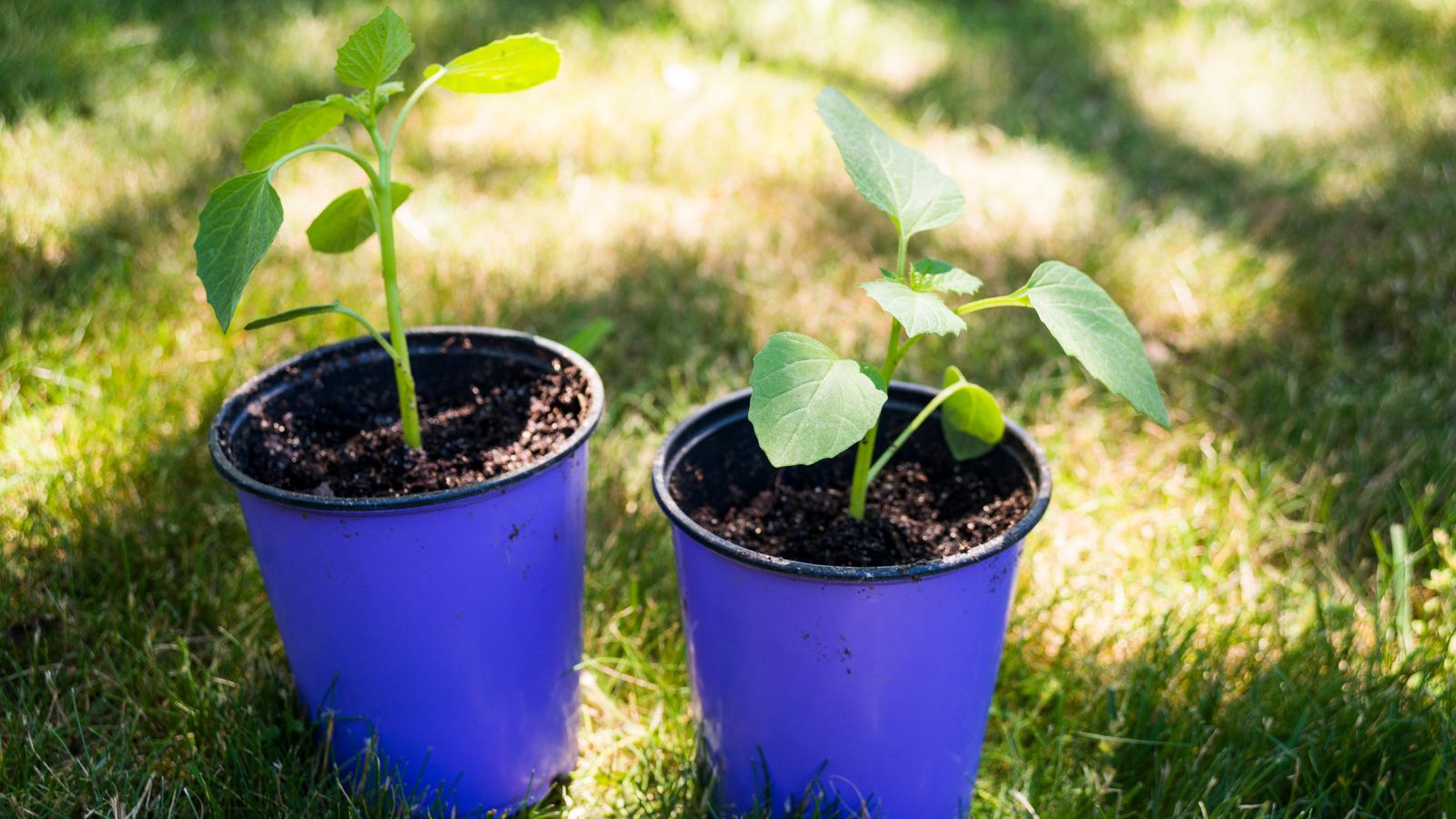 A close-up shot of several potted seedlings of a fruit-bearing plant situated in a well lit area outdoors