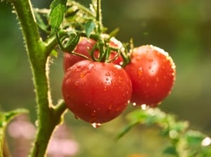 A close-up shot of several ripe and red fruits on their vines, covered in droplets of water, showcasing watering hot dry tomatoes