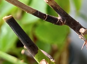 A close-up shot of several thorny diseased branches of a flowering shrub, showcasing what is known as a rose stem dieback
