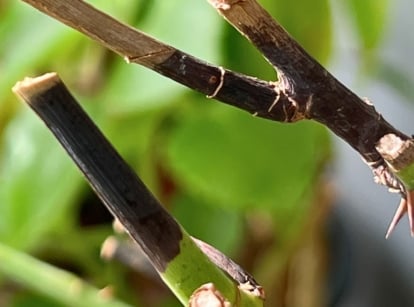 A close-up shot of several thorny diseased branches of a flowering shrub, showcasing what is known as a rose stem dieback