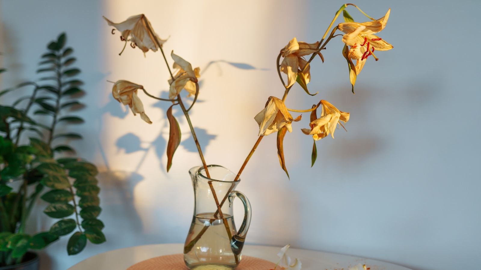 A close-up shot of several wilting cutting of a yellow flower, placed in a container with water placed in a well lit area indoors
