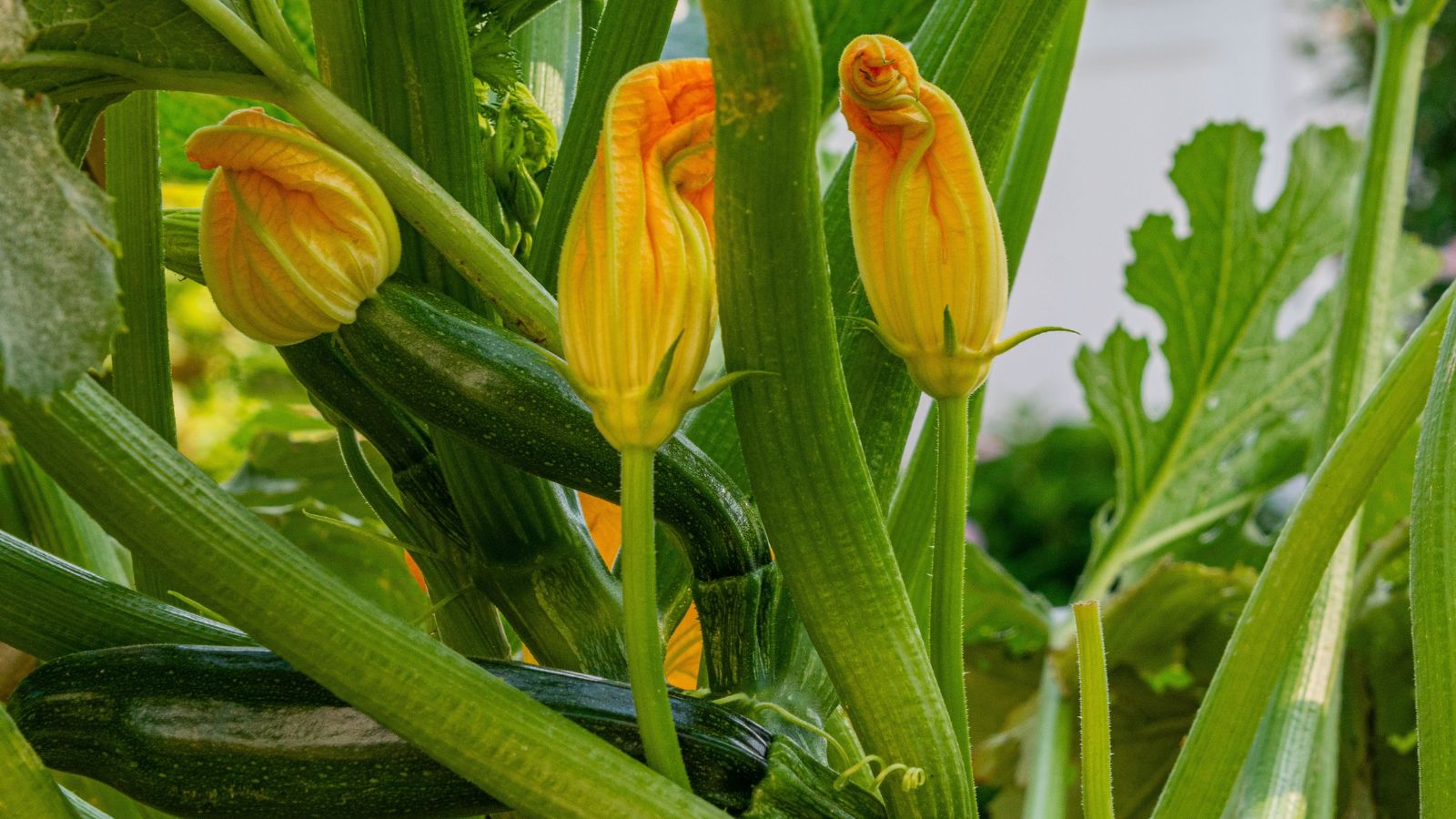 A close-up shot of several yellow blooms of a developing fruit-bearing plant in a well lit area outdoors