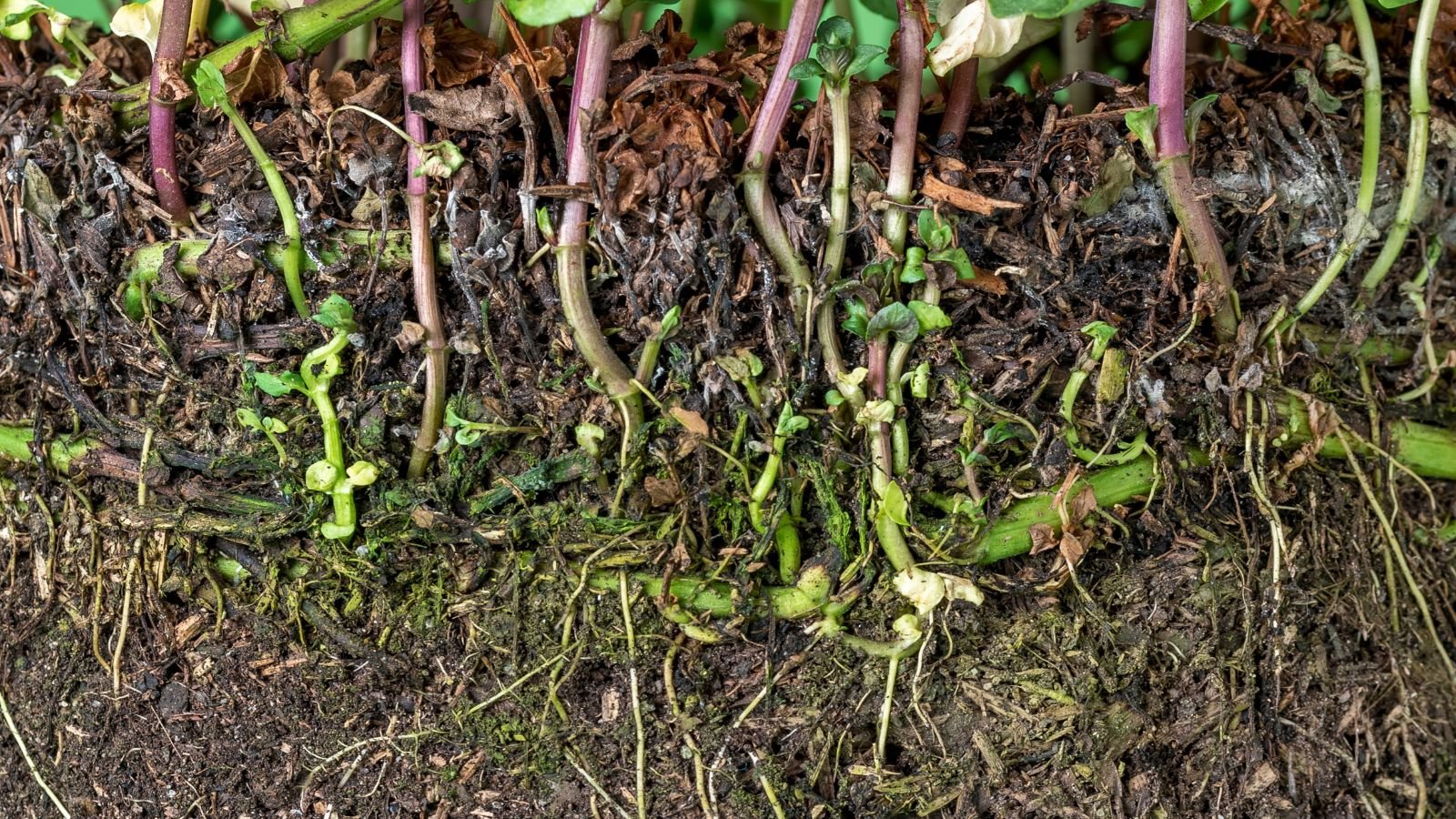 A closeup shot of a roots of plants placed close to one another appearing to dig deep in soil