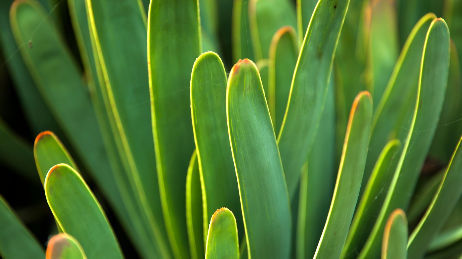 A closeup shot of Kumara plicatilis with countless bright green leaves with reddish tips