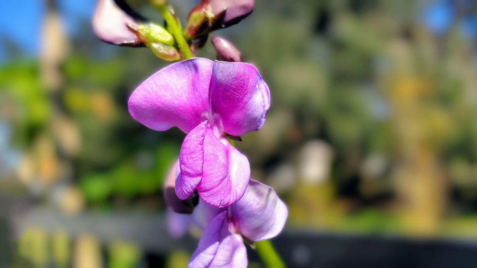 A closeup shot of a Lablab purpureus flower, appearing to have purple petals with trees in the background