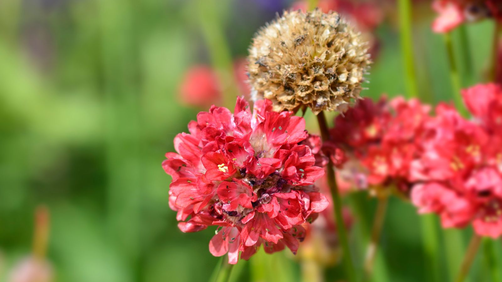 A closeup shot of sea thrift blooms, having a vivid scarlet color attached to green stems