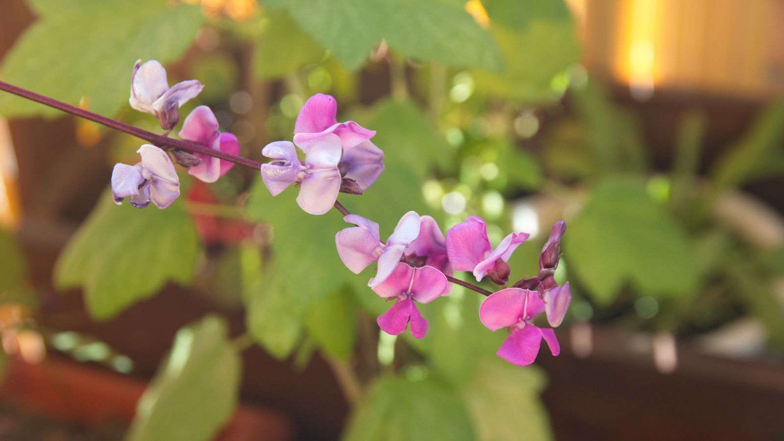 A flower of the Lablab purpureus plant, appearing to have tiny and delicate purple petals