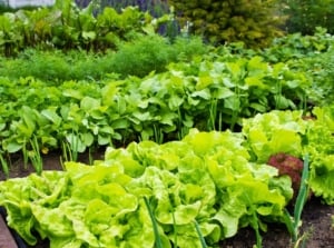 A garden bed with plants you don't plant in July, including beets, lettuce and other crops
