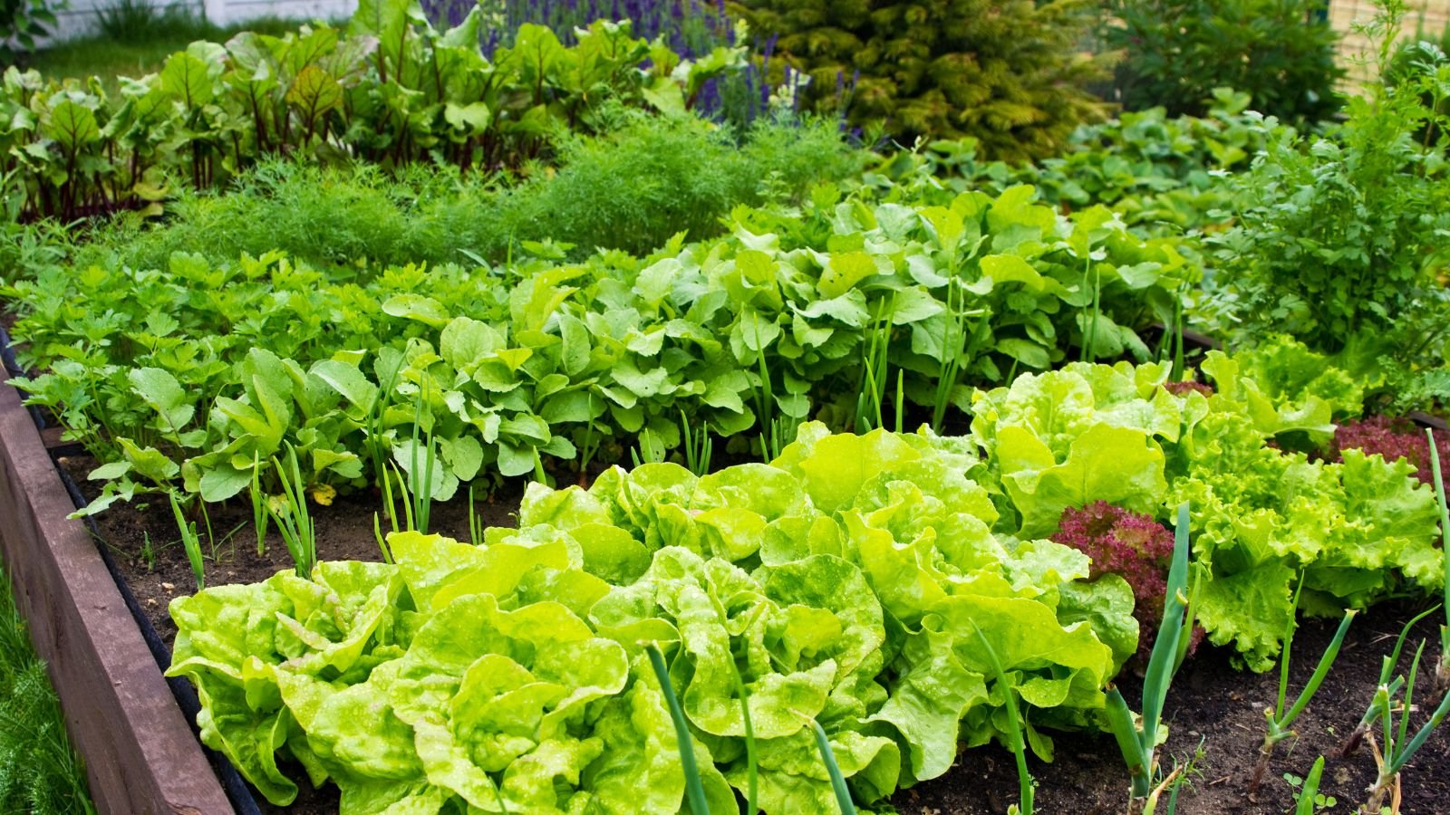 A garden bed with plants you don't plant in July, including beets, lettuce and other crops