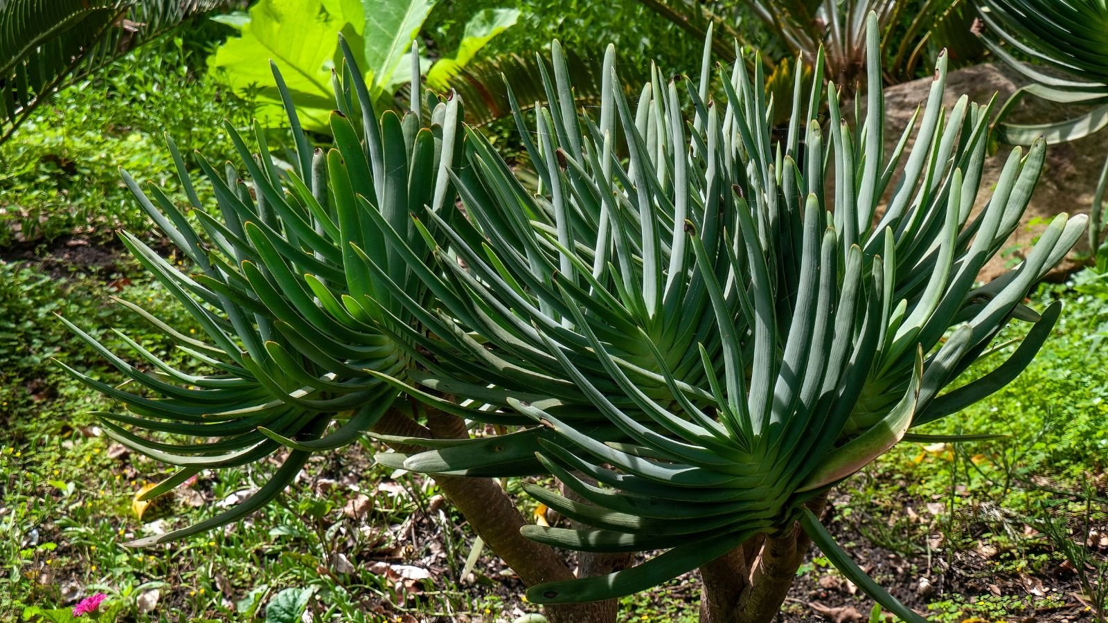 A healthy Kumara plicatilis plant appearing strong and sturdy placed somewhere with abundant sunlight