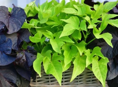 A healthy Sweet potato vine containers, having leaves with different purple and green hues placed in a woven basket