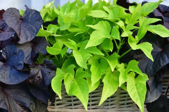 A healthy Sweet potato vine containers, having leaves with different purple and green hues placed in a woven basket