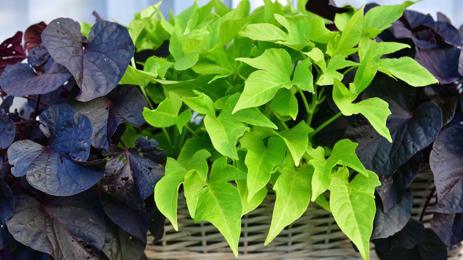 A healthy Sweet potato vine containers, having leaves with different purple and green hues placed in a woven basket
