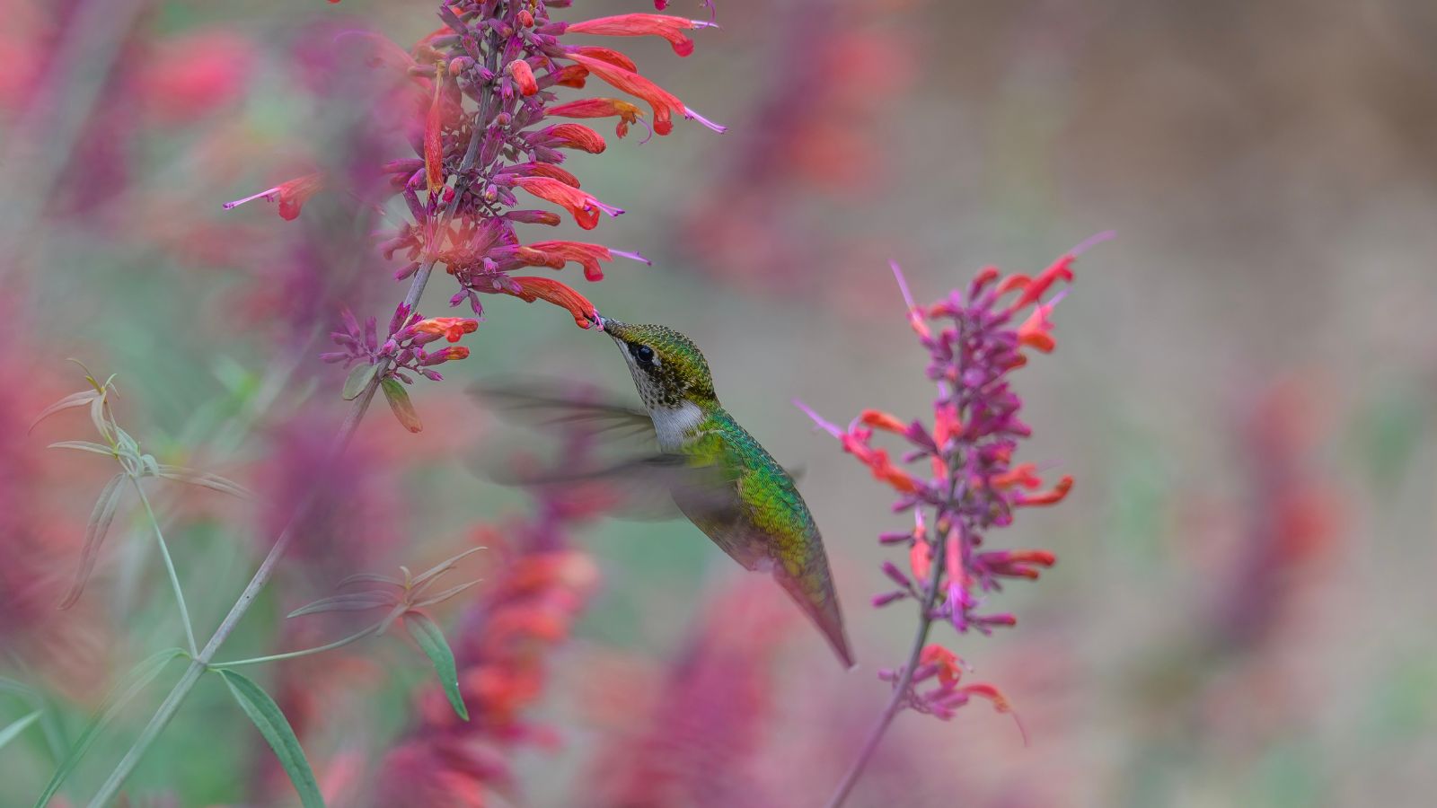 A hummingbird sucking nectar from Agastache rupestris blooms, with other towers of blooms in the background