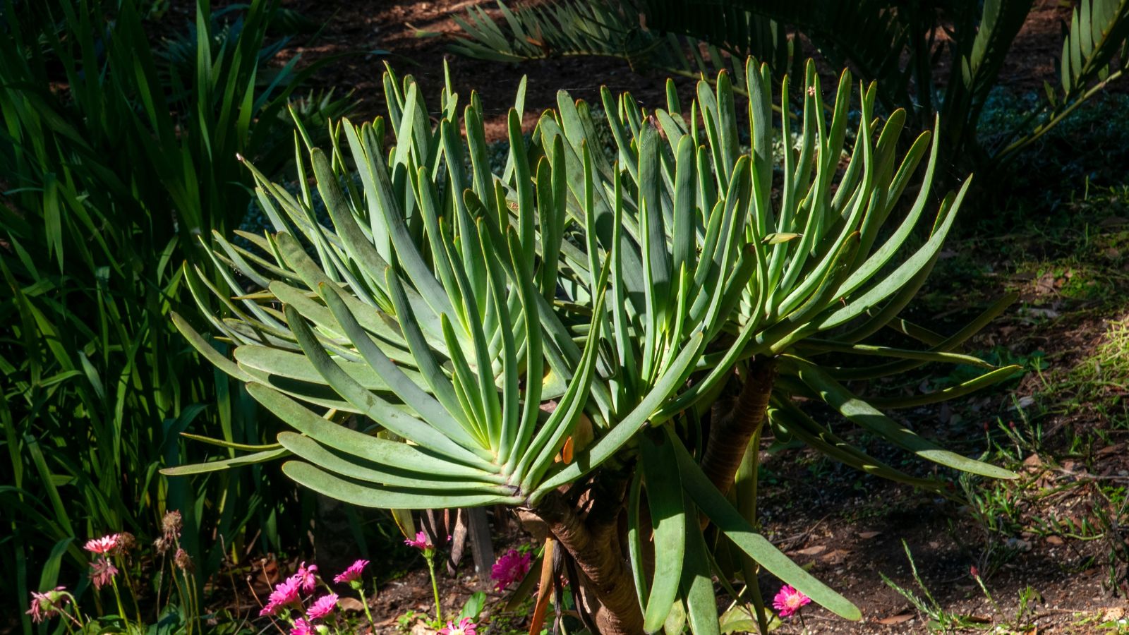 A large Kumara plicatilis plant with multiple fronds with thick leaves forming fans placed under sunlight