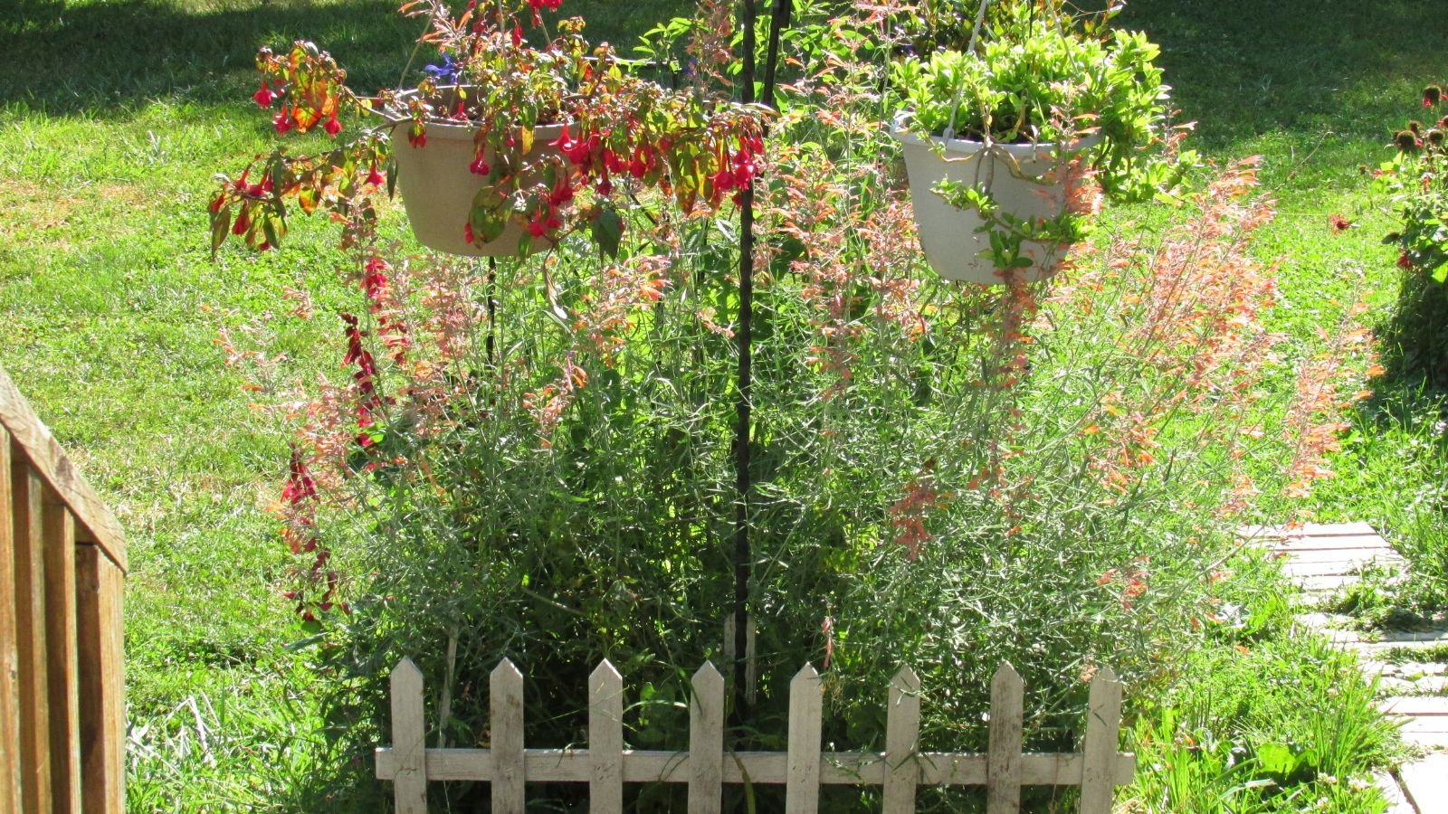 A lovely Agastache rupestris plant in a fenced garden bed, placed somewhere with abundant sunlight