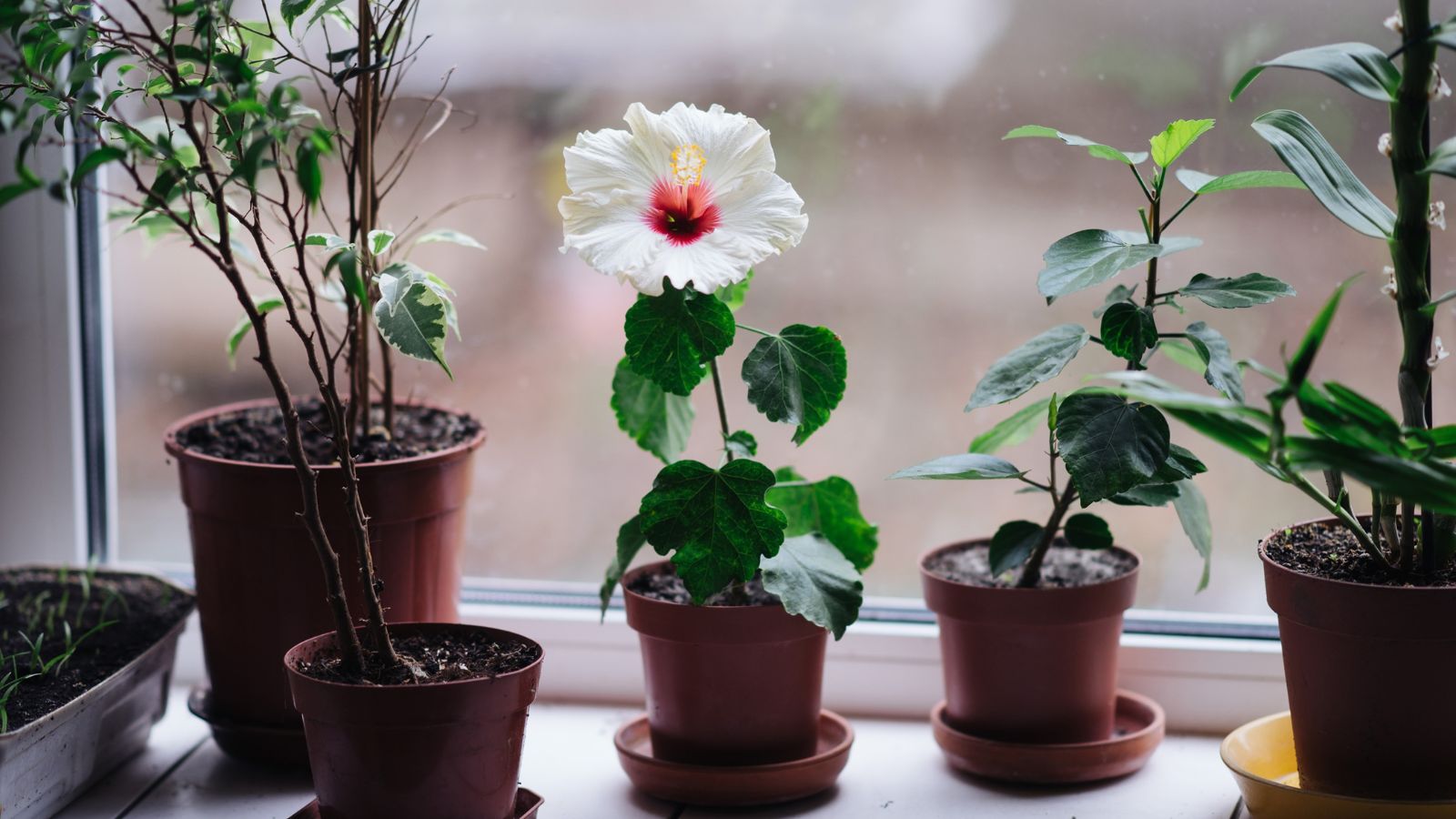 A lovely white flowering plant placed indoors, growing in a brown pot on a plate near a window