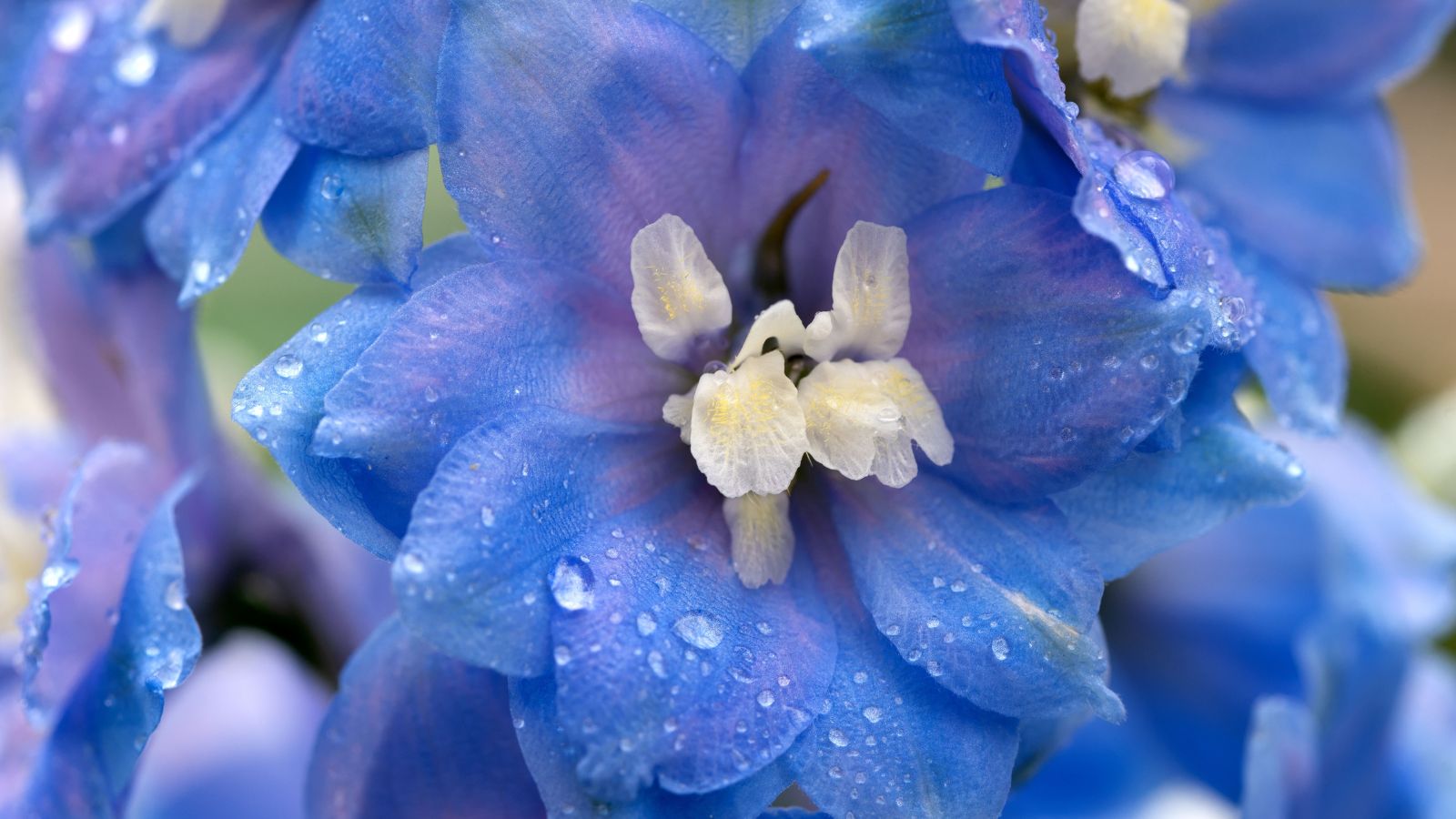 A macro shot of delphiniums in pots or containers with pastel-colored petals, appearing to have hues of purple and blue