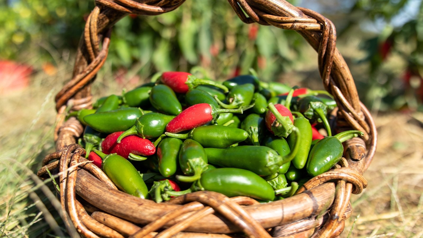 A rustic woven basket holds a mix of red and green glossy jalapeno peppers with smooth, firm skins and curved, tapered shapes.
