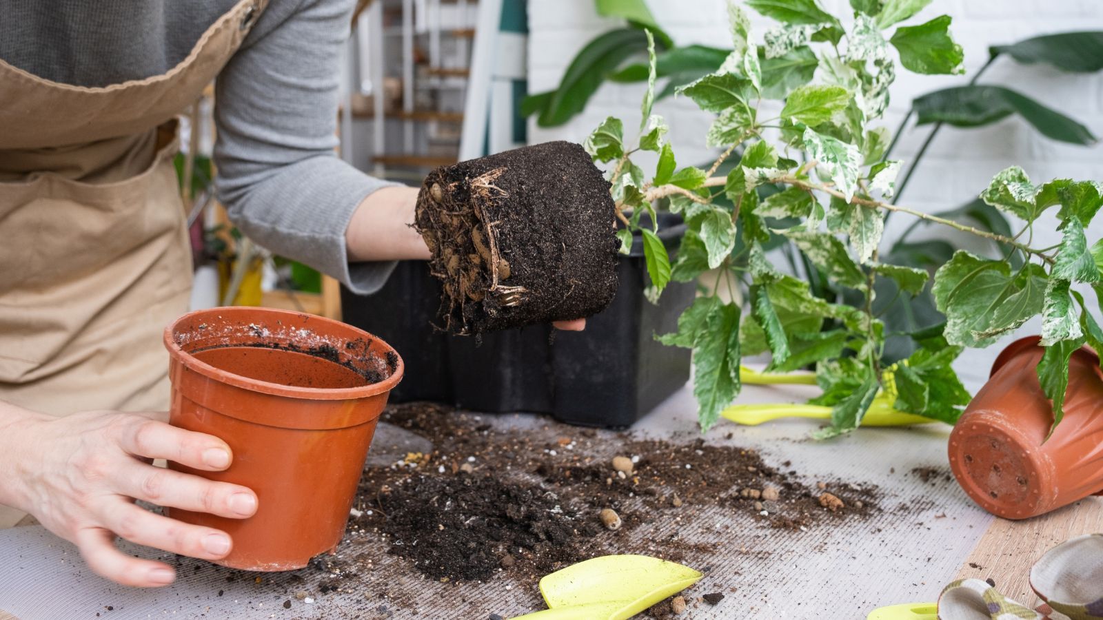 A person holding a plant, repotting it to expose the roots appearing healthy and strong surrounded with dark brown soil