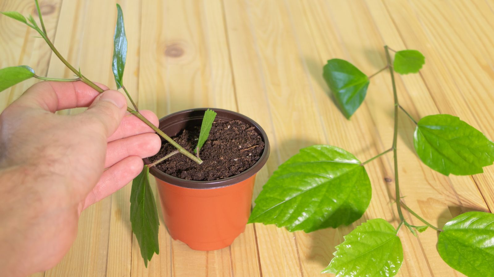 A person holding cutting over a small pot of soil on a wooden table appearing light brown
