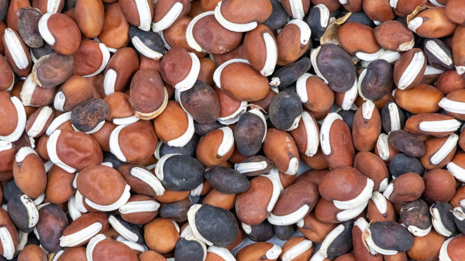 A pile of Lablab purpureus seeds, appearing to have brown and deep purple hues