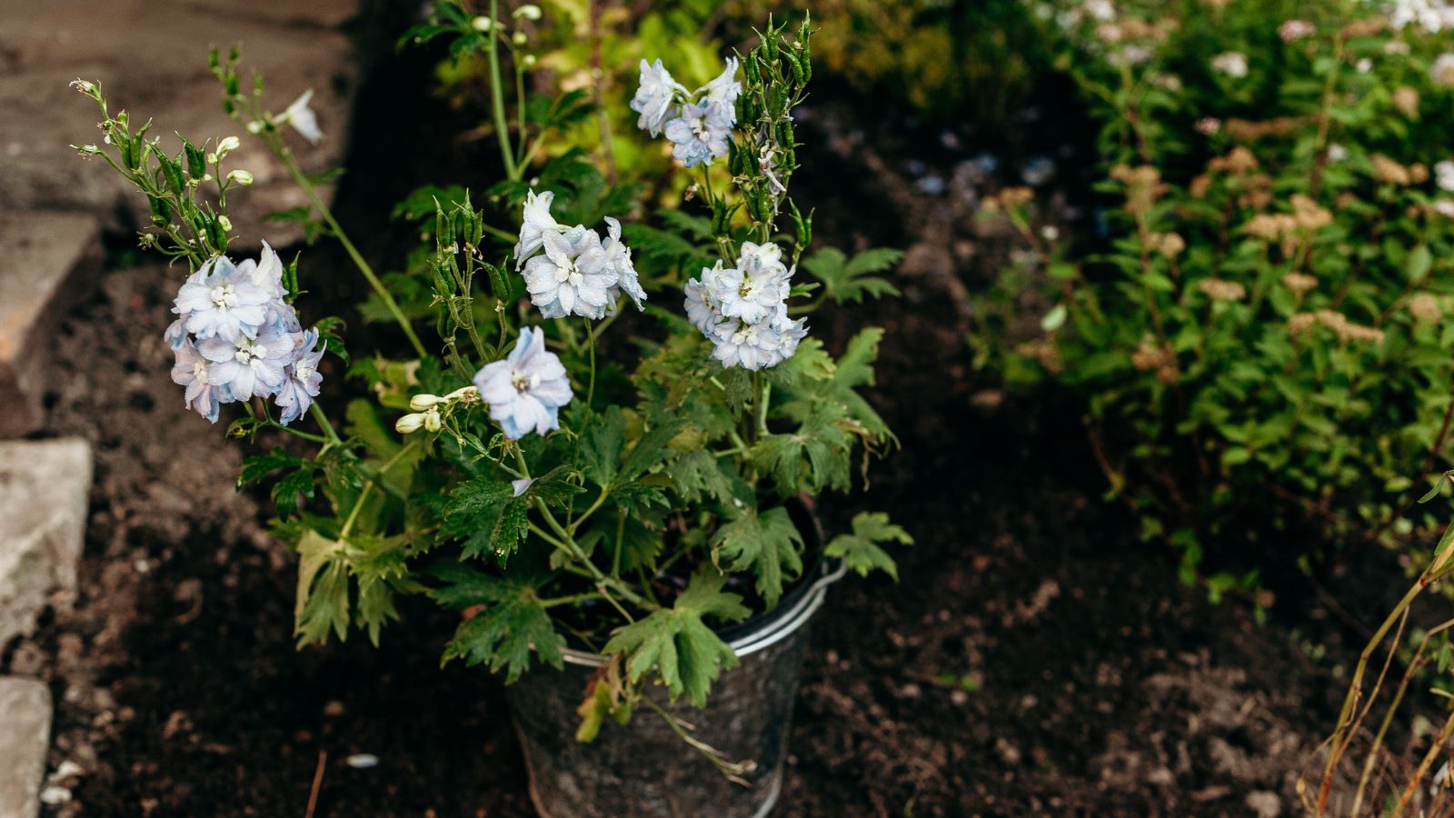 Delphiniums in a metal pot or container, appearing to have delicate petals with a hint of blue