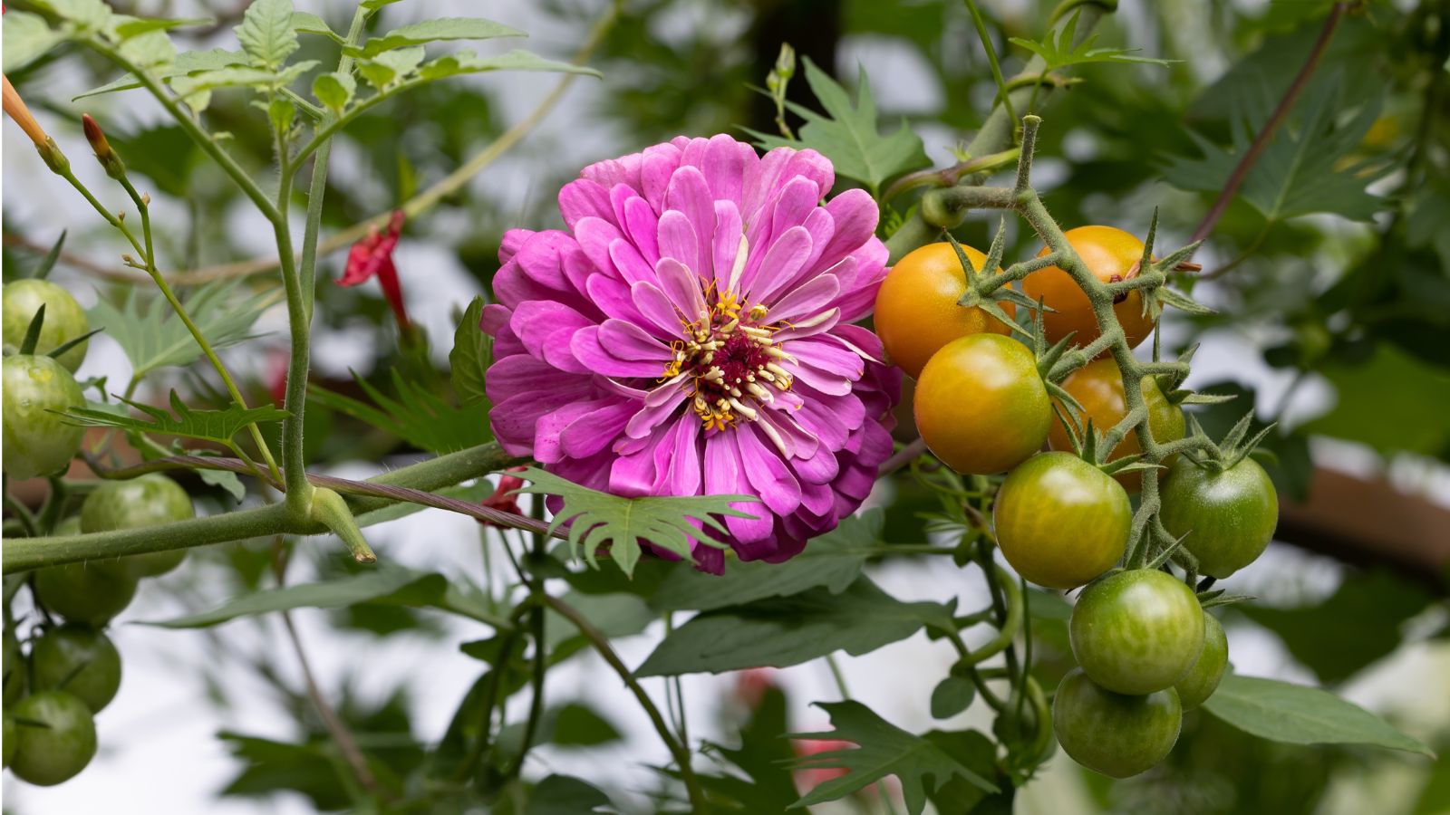 A shot of a composition of clusters of ripening round fruits on vines alongside a large purple-pink flower all situated in a well lit area outdoors