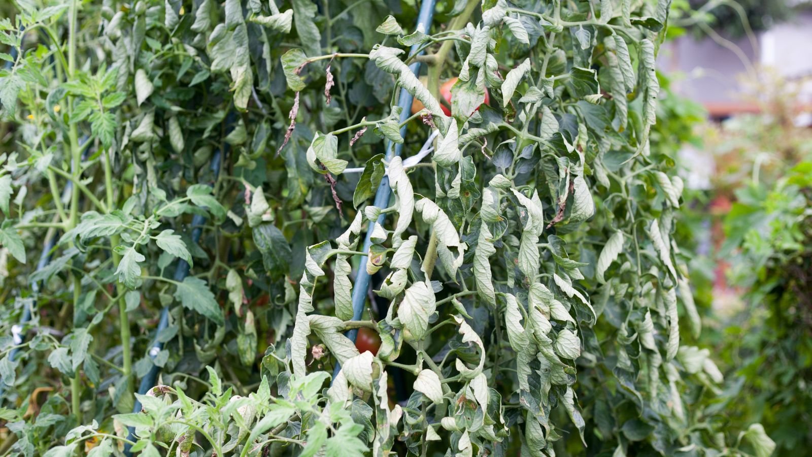 A shot of a large composition of curly leaves of a crop due to excess nitrogen, all situated in a well lit area outdoors