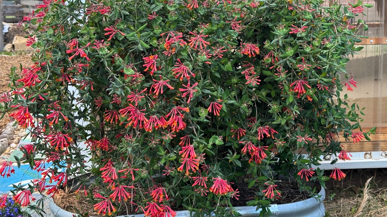 A shot of a large composition of vibrant red flowers growing on a metal raised bed placed in a well lit area outdoors