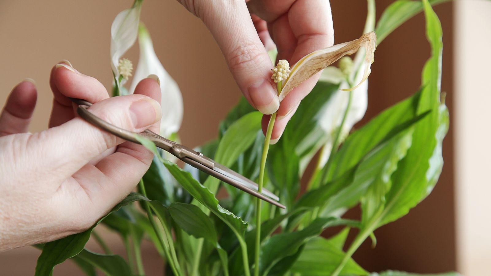 A close-up shot of a person in the process of trimming a spent flower head that is alongside its green foliage in a well lit area indoors