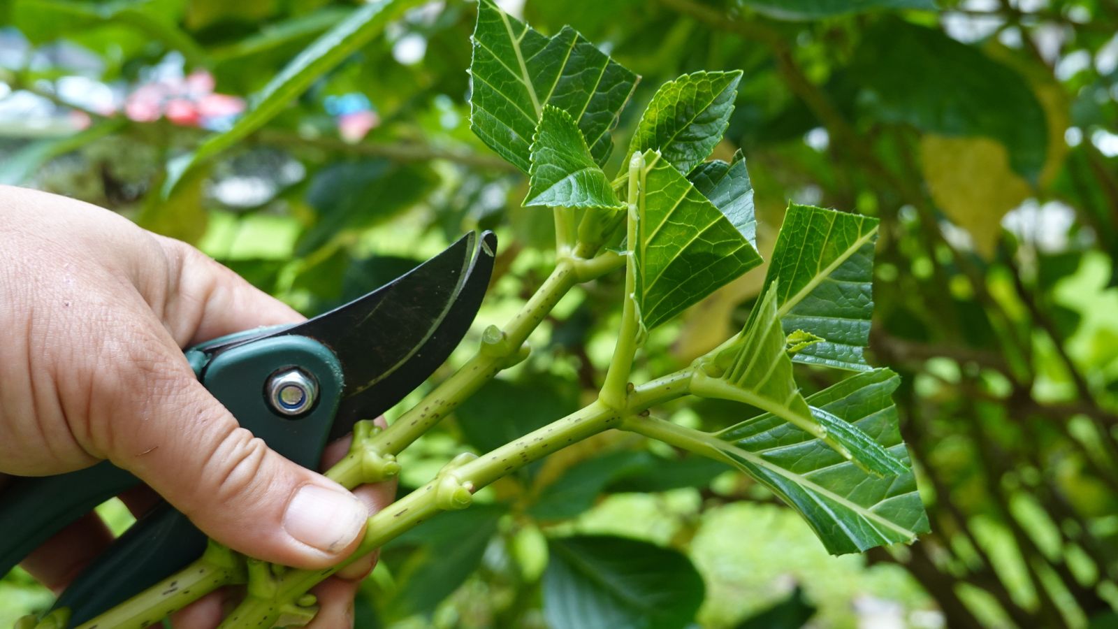 A shot of a person's hand holding several cuttings of a vegetation placed in a well lit area outdoors