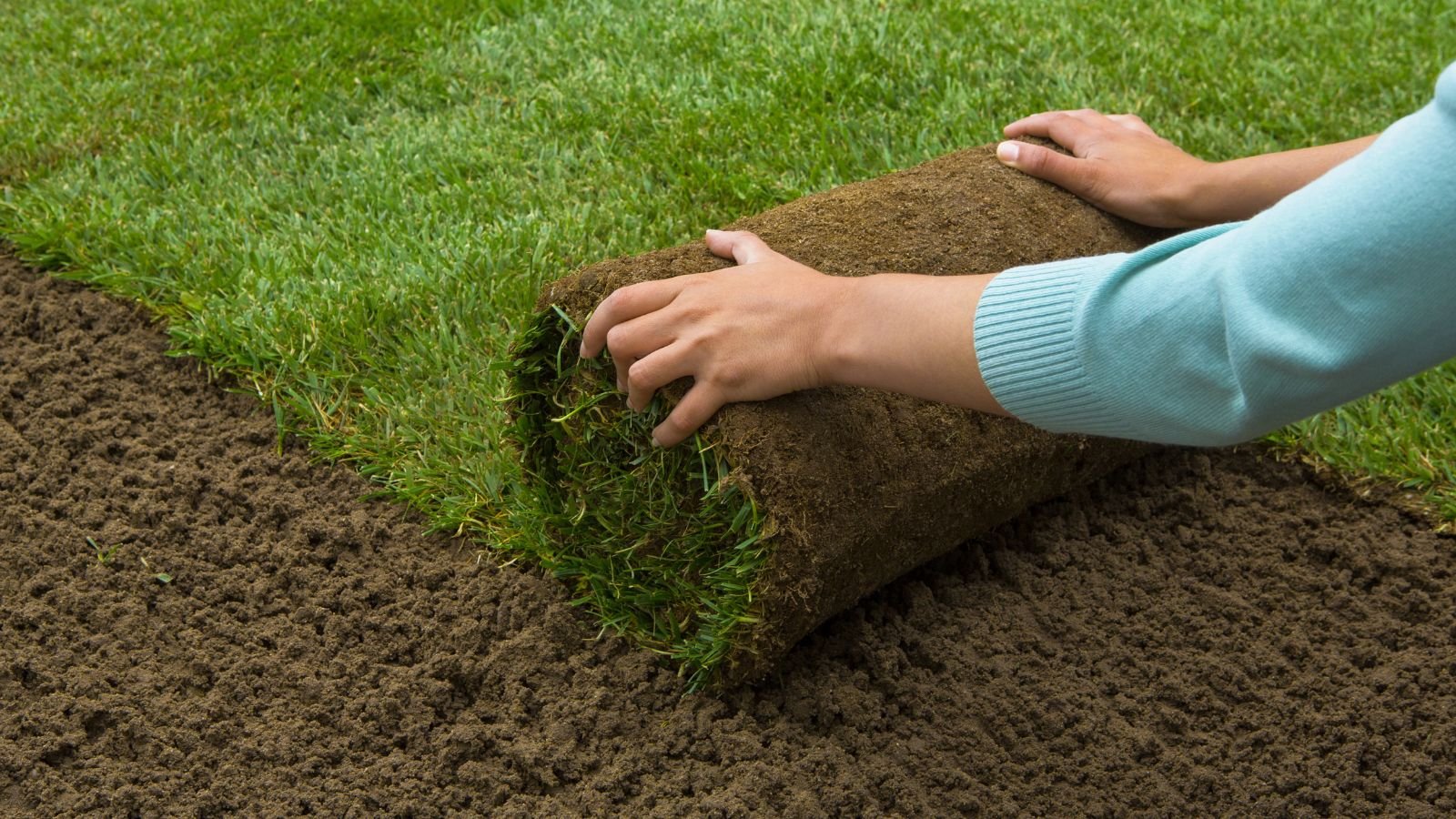 A shot of a person's hand in the process of laying out sod in rich soil ground