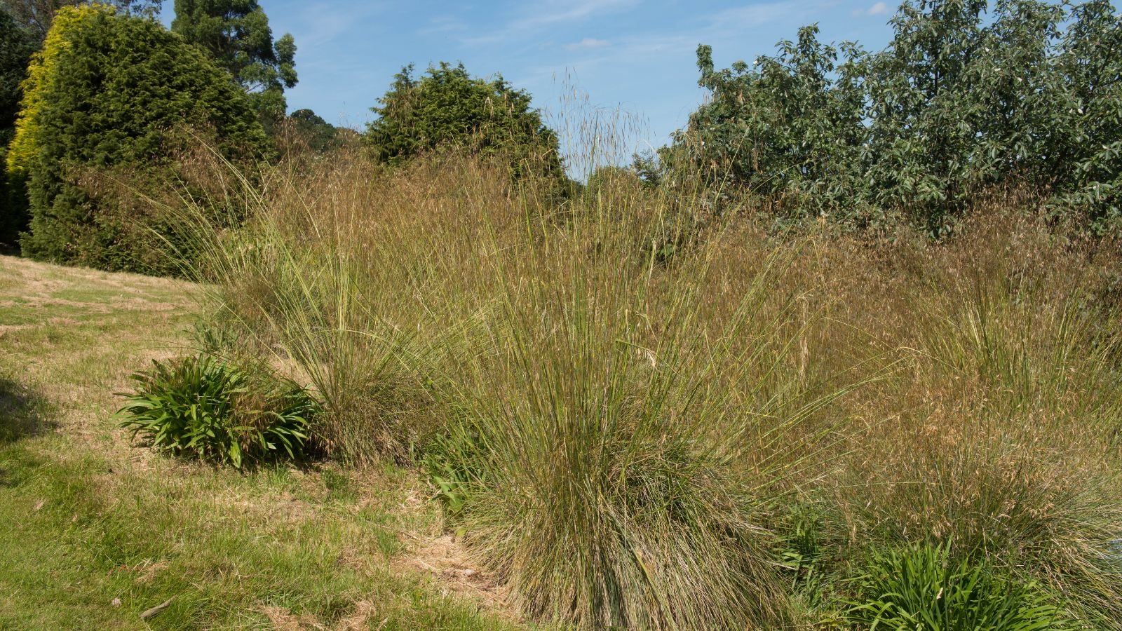 A shot of a small composition of ornamental plants showcasing their slender blades and its inflorescence, all situated in a well lit area outdoors