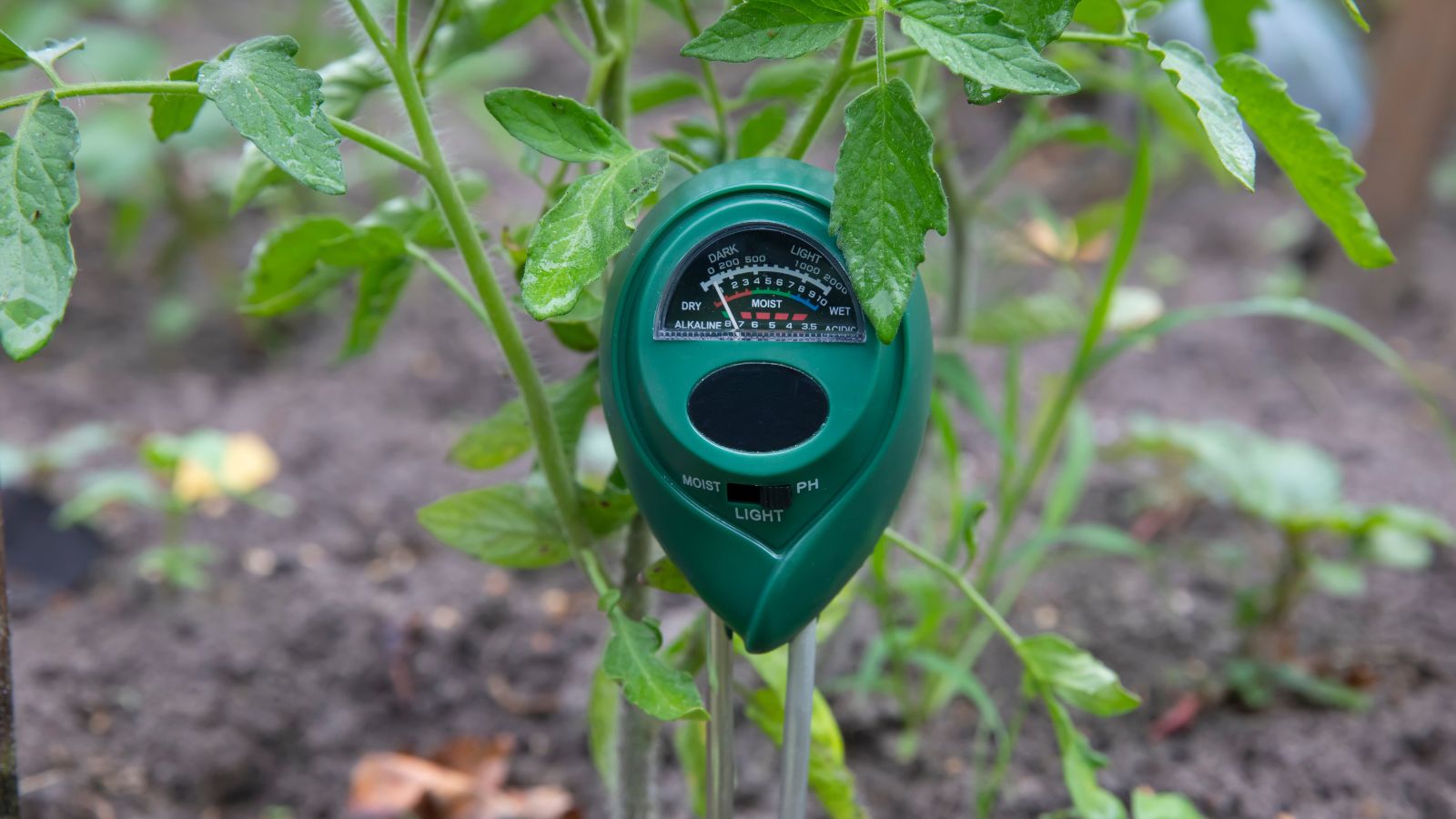 A shot of a soil moisture meter beside a seedling of a crop in a well lit area outdoors