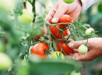 A shot of mealy garden tomatoes, with a person using two hands to hold the red and round crops with green foliage in the background