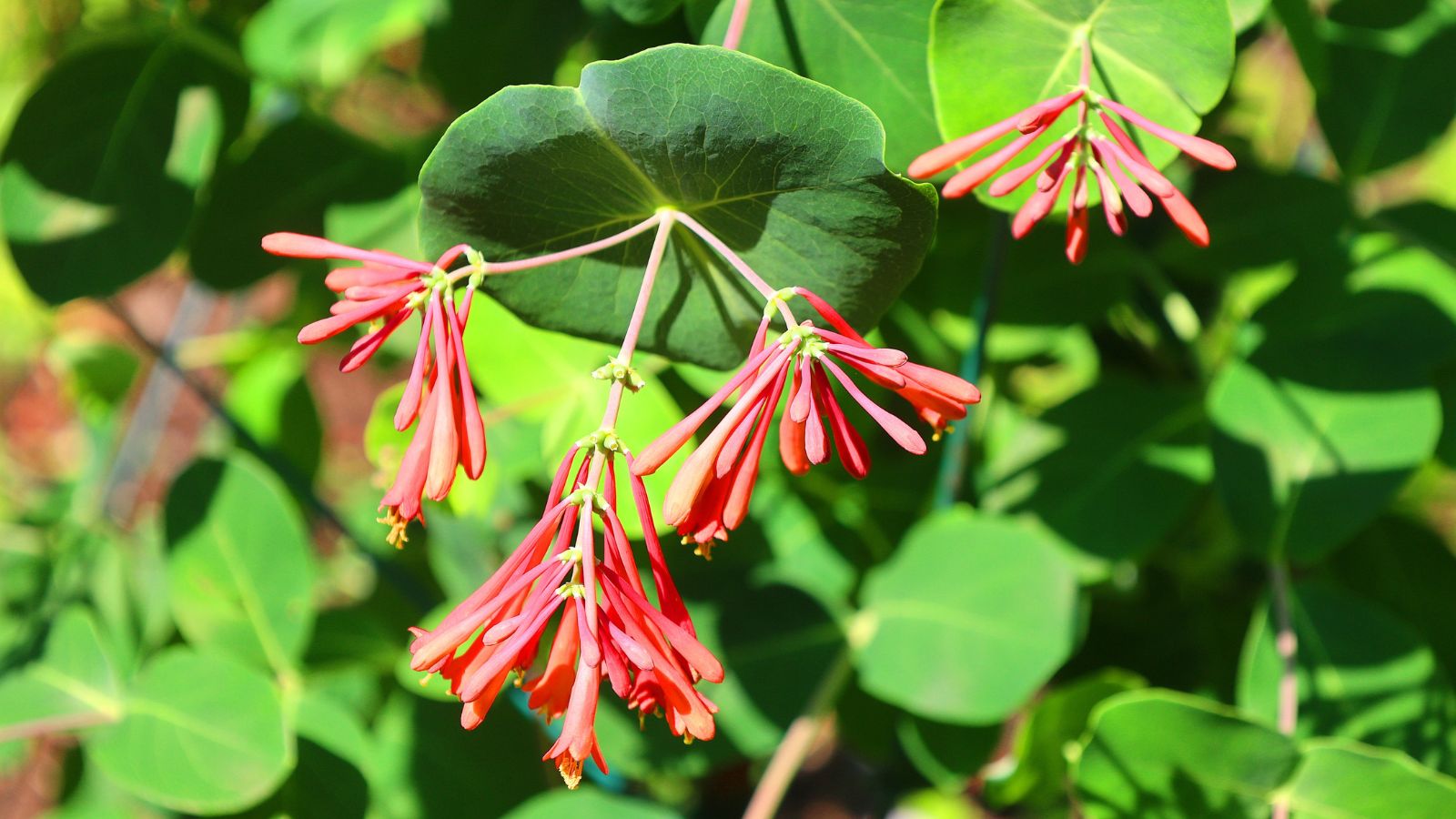 A small composition of vibrant red colored tubular flowers alongside green foliage, basking in bright sunlight outdoors