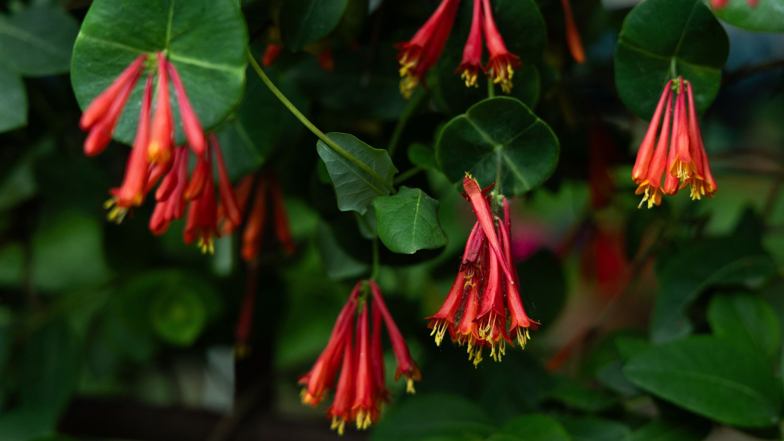A small composition of vibrant red tubular flowers, growing alongside its green foliage