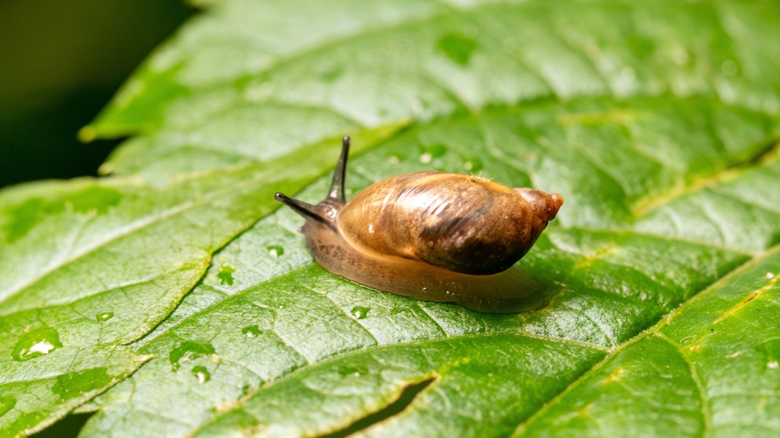 A small brown slug with a slimy, textured body and visible antennae glistens on the surface of a wet green leaf.