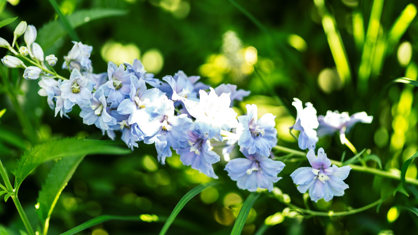 A delphinium stem with lovely blue flowers, appearing to have a light blue color placed somewhere with abundant sunlight