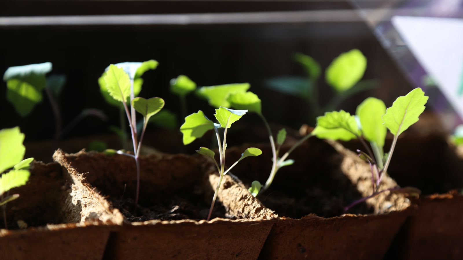 A tray with small sprouts, having bright green leaves growing in dark brown soil placed under sunlight