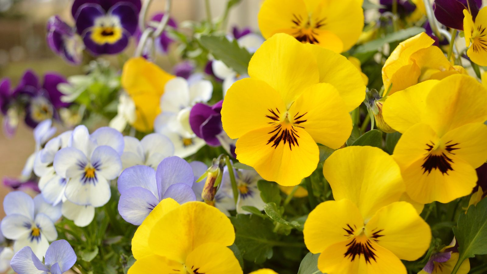 A variety of violas and pansies in the same container, appearing to have hues of purple, yellows and whites