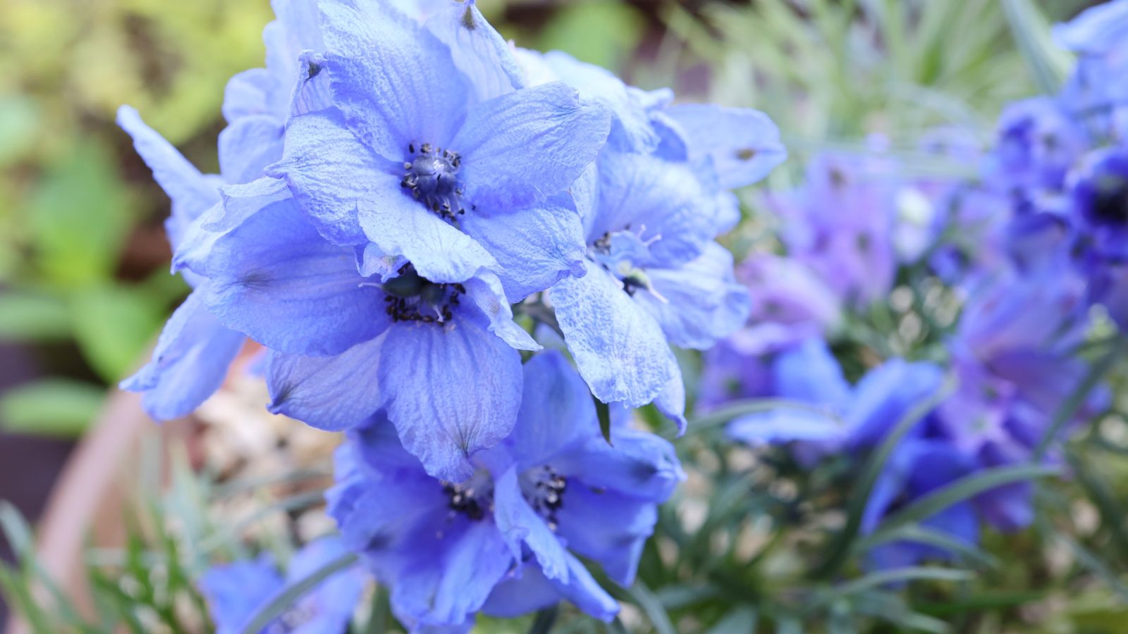 A pot or container full of delphiniums with blue blooms, appearing to have soft petals placed somewhere sunny