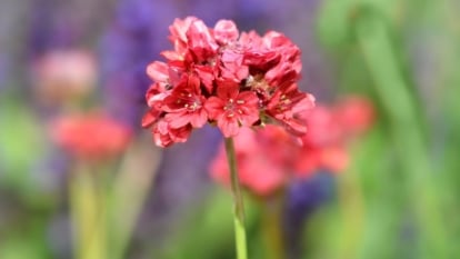 A closeup shot of a vivid red flower head of False Sea Thrift, with green foliage looking green in the background