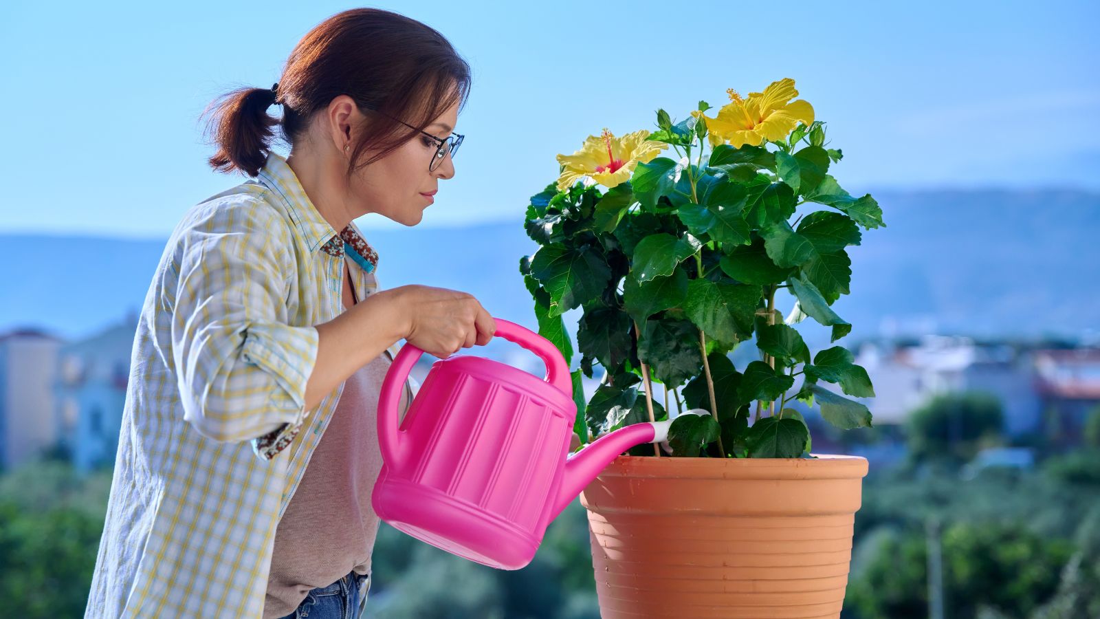 A woman using a pink watering can to water a plant with big yellow blooms facing upward