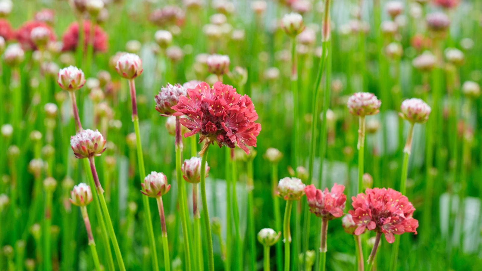 Aan are covered in False Sea Thrift with some scarlet flower clusters, while buds are still closed in the background