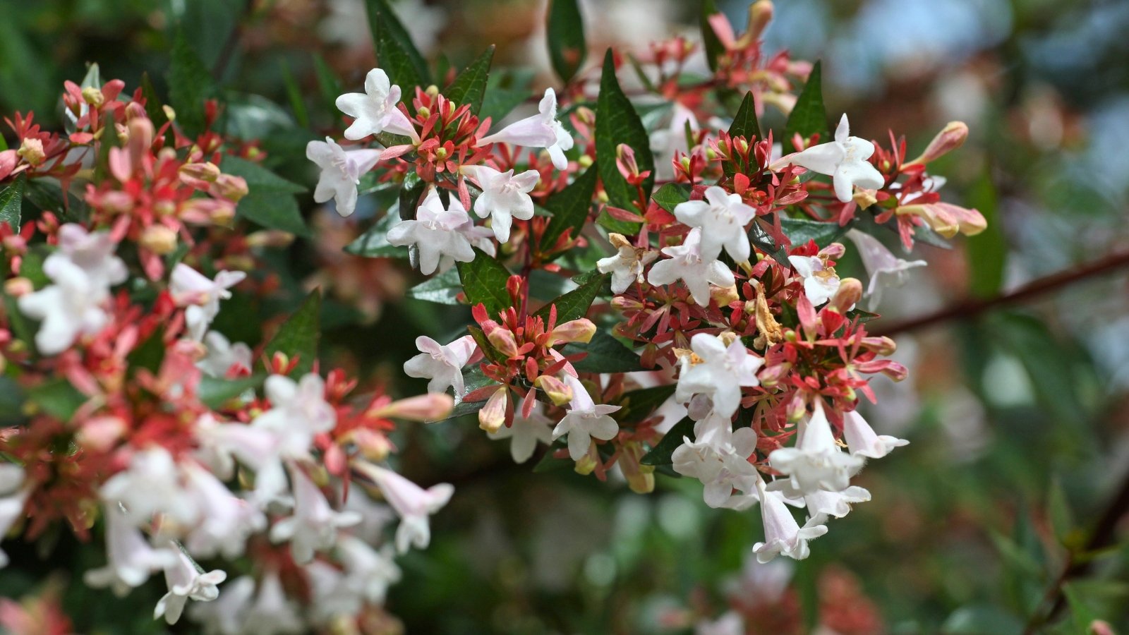 Close-up of small white and pink bell-shaped flowers with reddish bases clustered among dark green leaves.