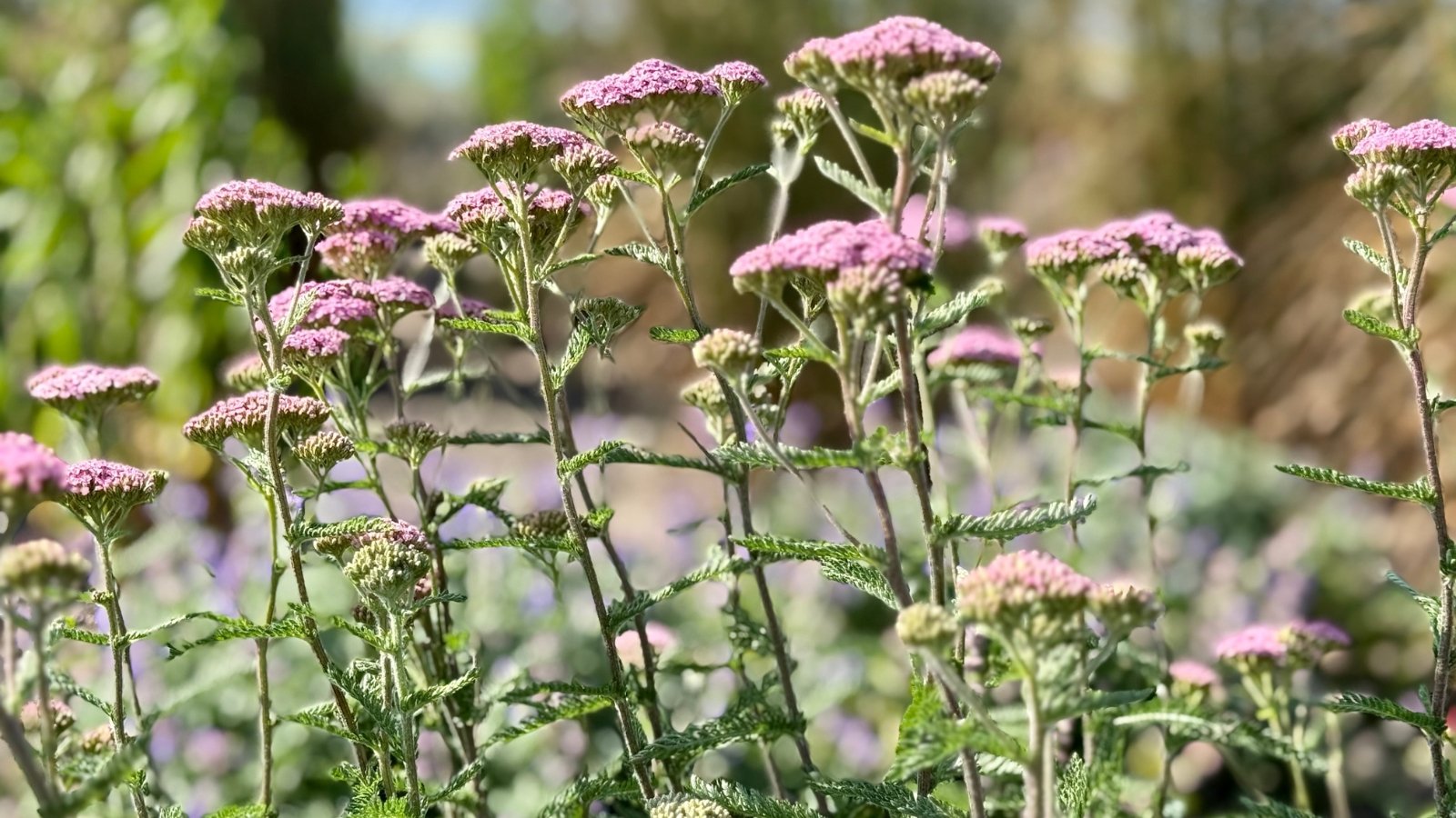 Flat-topped clusters of tiny flowers in soft pink bloom above feathery, fern-like green foliage on upright stems.
