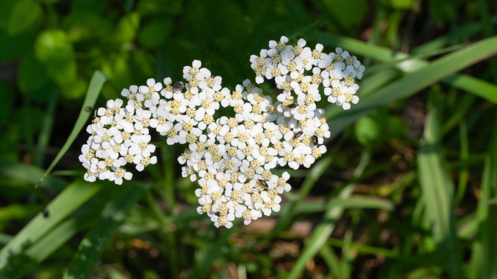 A close-up of a flat-topped cluster of tiny creamy-white flowers with golden-yellow centers and small dark insects, against blurred green grass.