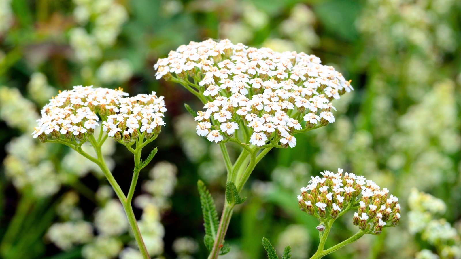 A green-stemmed plant displays clusters of tiny, white, flat-topped flowers, each with a small yellow center, against a blurred green background.